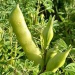 Lupinus albus Fruto