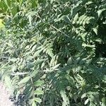 Rubus thibetanus Hoja