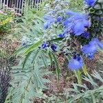 Salvia azurea Лист