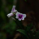 Dendrobium bigibbum Flower
