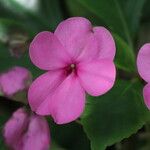 Impatiens flaccida Çiçek