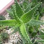 Aloe squarrosa Lehti