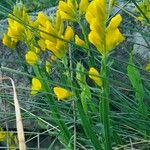 Genista sagittalis Hábito