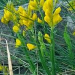 Genista sagittalis Elinympäristö