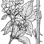 Rubus affinis
