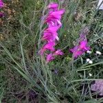 Gladiolus italicusBlomst