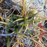 Carex sempervirens ഇല