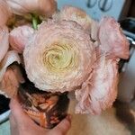 Ranunculus asiaticusKvet