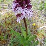 Orchis purpurea ശീലം