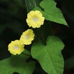 Merremia hederacea Flor