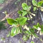 Elaeagnus multiflora Blad