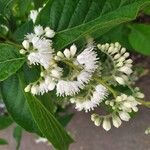 Pterostyrax hispidus Flor