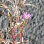 Epilobium montanumFleur