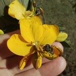 Senna petersiana Λουλούδι