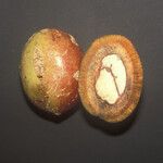 Acioa guianensis Fruchs