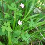 Geranium robertianumപുഷ്പം