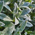 Cerastium tomentosum Hoja