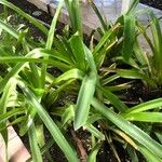 Aechmea blanchetiana Leaf