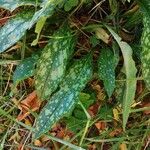 Pulmonaria longifolia 葉