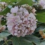 Dombeya burgessiae花