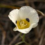 Calochortus leichtlinii Flower