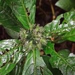 Psychotria hexamera 果實