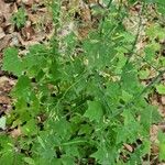 Lactuca muralis Habitus