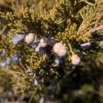 Juniperus sabinaFruit