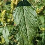 Amaranthus powellii পাতা