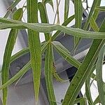 Brachychiton rupestris Leaf