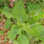 Emilia fosbergii Leaf