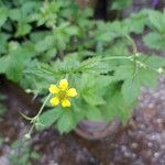 Geum macrophyllumFlower