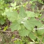 Chenopodium quinoa Лист