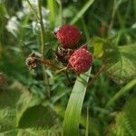 Rubus parviflorus 果