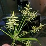 Cyperus odoratus Blatt