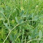 Baptisia alba 葉