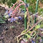 Borago pygmaeaBlomma