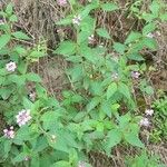 Lantana trifolia Habit