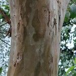 Psidium guajava 樹皮