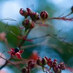 Clerodendrum japonicum Frukto