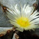 Astrophytum myriostigma 花