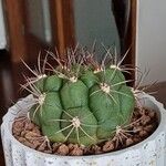 Gymnocalycium saglionis Bark