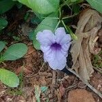Ruellia tuberosa फूल
