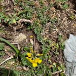 Hippocrepis comosa Habitus