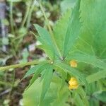 Ranunculus cassubicus Frunză