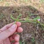 Gomphrena vermicularis Levél