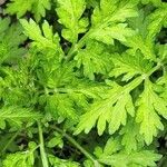 Artemisia princeps List