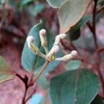 Stenocarpus tremuloides Blodyn
