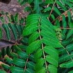 Rhus glabra Leaf