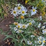 Boltonia asteroides Flor